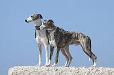 WHIPPET 172